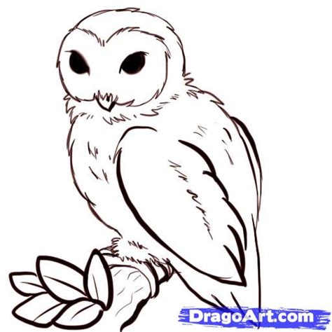 Cartoon Drawn Owl - ClipArt Best