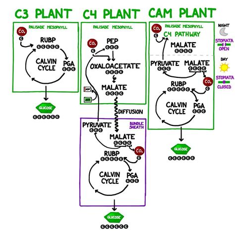 Tanaman C3 C4 Dan Cam Adalah Jenis Jenis Tumbuhan Yang Dibedakan