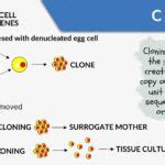 Cloning - Definition and Examples - Biology Online Dictionary