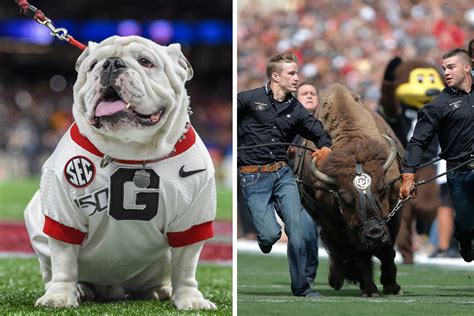 The 15 Best Live Mascots in College Football, Ranked | Fanbuzz