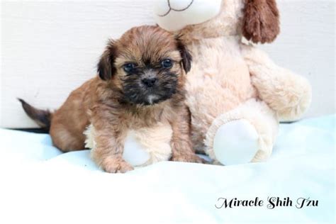 Teacup Shih Poo Puppies