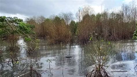 Soal Mangrove Di Teluk Ambon Mengering Dan Mati Begini Hasil Uji Lab