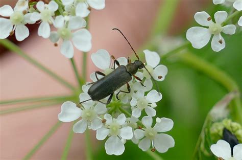 Mattschwarzer Bl Tenbock Mattschwarzer Bl Tenbock Grammop Flickr