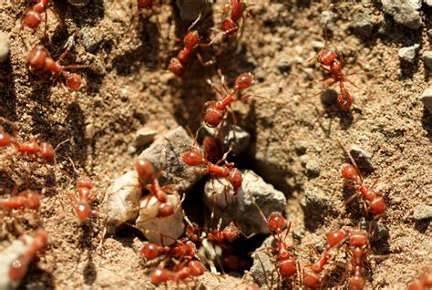 Battle of the Biting Insects: Fire Ants vs. Red Ants - Everything Ants