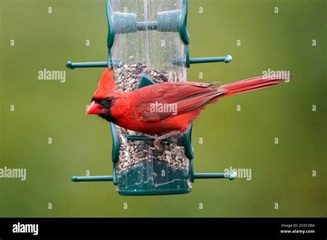 Northern Cardinal male Stock Photo - Alamy