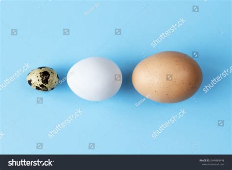 337 Comparison Egg Sizes Images, Stock Photos & Vectors | Shutterstock