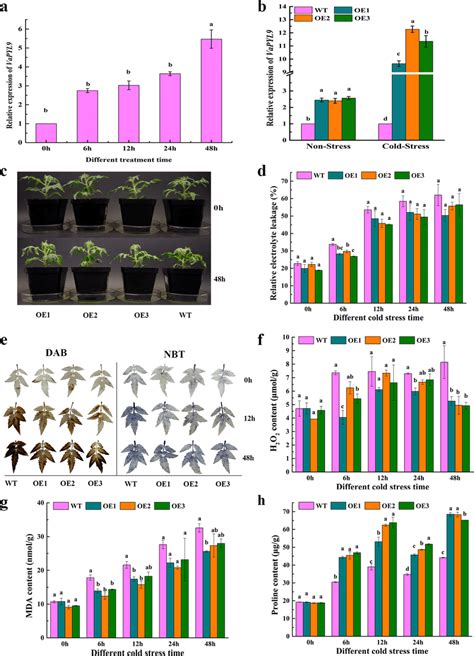 phenotype investigation  degree  membrane damage  wt