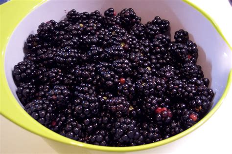 Kuharija Veganske iniciative: Sirup iz robid