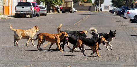 Perros Callejeros Un Problema Al Alza Due Os Irresponsables