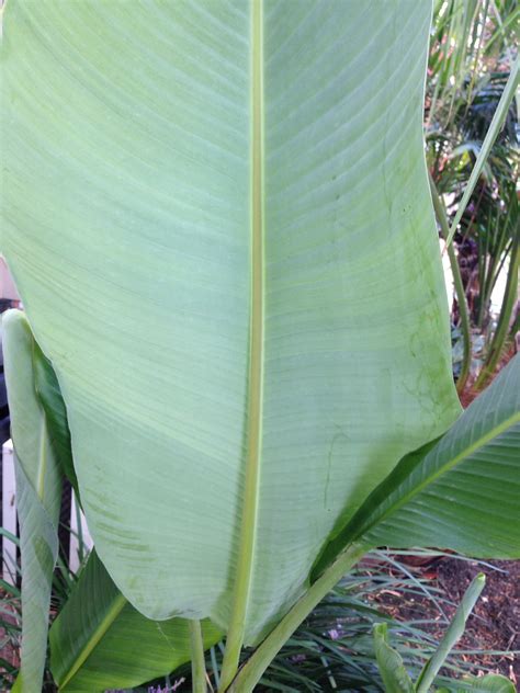 Forum: banana varieties, we`re missing out!