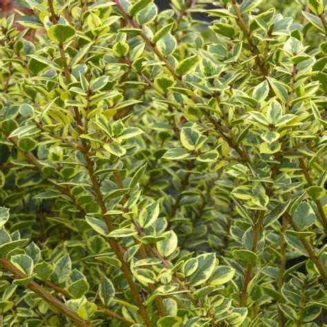 Luma Apiculata Myrtus Glanleam Gold Variegated Myrtle