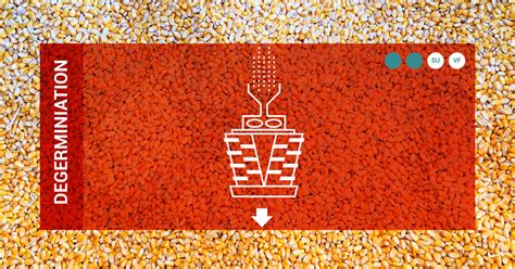 MAIZE MILLING PROCESS AND TERMS EXPLAINED