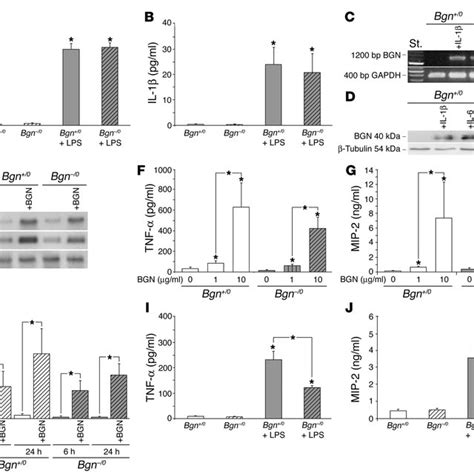 Lps Stimulated Macrophages Secrete Il And Il Both Of Which Induce