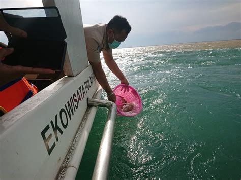 Jaga Kelestarian Lobster Kkp Lepasliarkan Benih Di Pulau Lusi