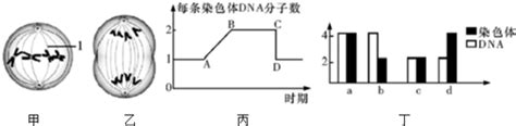 图中甲乙分别表示某种生物细胞有丝分裂过程中某一时期的模式图图丙表示有丝分裂过程中不同时期每条染色体上dna分子数目的变化．图丁表示有丝