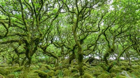 The National Trust's plan to save Britain's rarest habitat: the Celtic ...