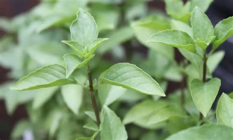 Thai Basil Dicas Para O Cultivo Do Manjeric O Tailand S Noticias De