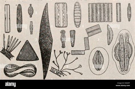 Diatoms Algae Diagram