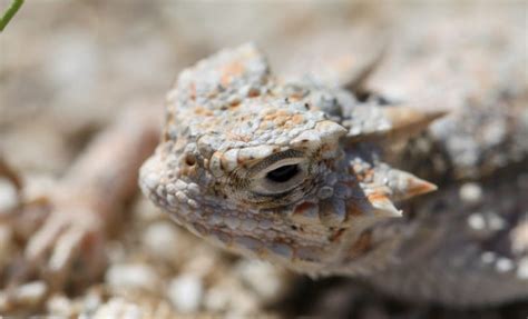 Great Horny Toads Video Shows Release Of Horned Lizard Hatchlings