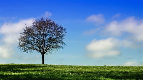 Tree Horizon Grass Sky Hd Wallpaper Peakpx