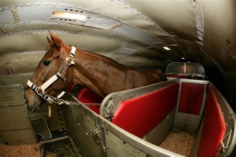 How Will Horses Be Transported To The Tokyo Olympics 2021 For