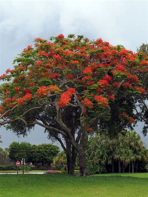 Signs Of Summer A Royal Poinciana Tree In Full Bloom With The Steel