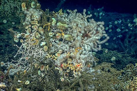 Europe Moves To Protect Deep Sea Sites In Atlantic From Bottom Fishing