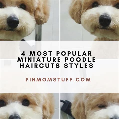 4 Most Popular Miniature Poodle Haircuts Styles – PINMOMSTUFF