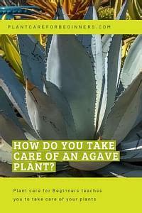 How do you take care of an Agave plant?