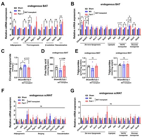 Ijms Free Full Text Transplantation Of Brown Adipose Tissue With