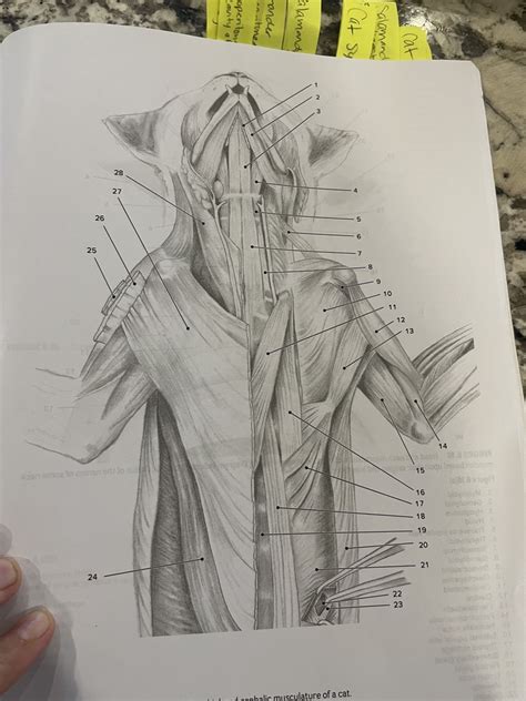 Deep Ventral Muscles Of Cat Diagram Quizlet