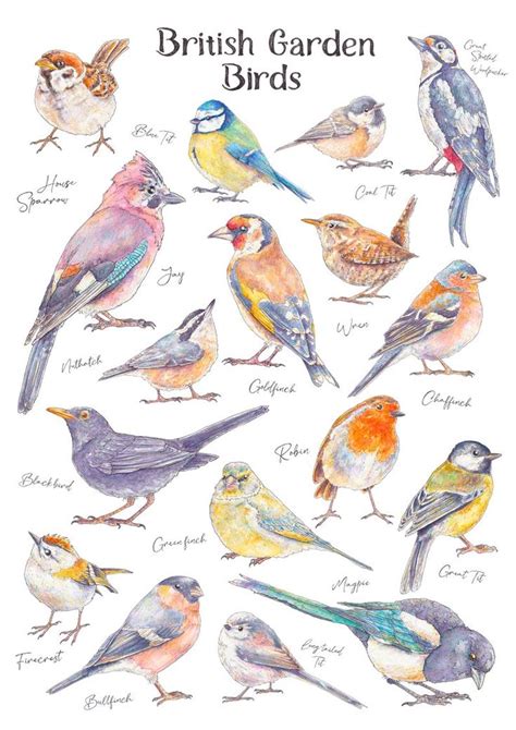 British Garden Bird Illustrated Watercolour Art Print Bird Species ...