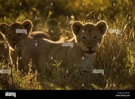 African lion cubs playing in Masai Mara Stock Photo - Alamy