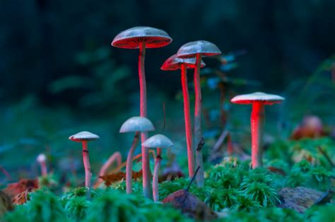 Magic Mushrooms Benefits: 10 Surprising Facts - Bodhi MD Blog