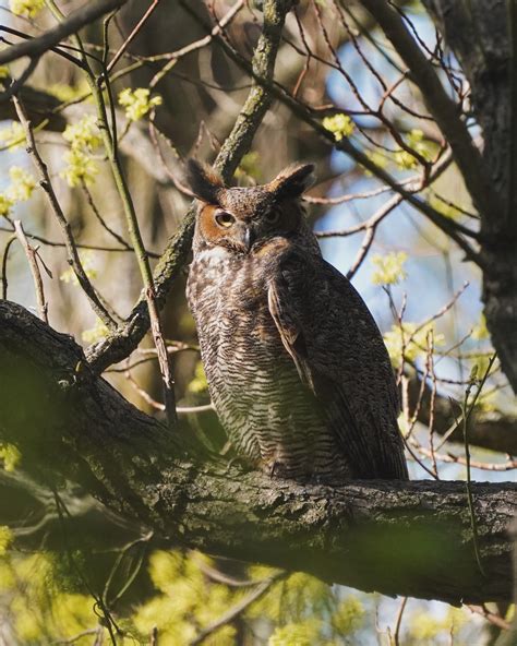 A Great Horned Owl, Michigan USA : r/birding