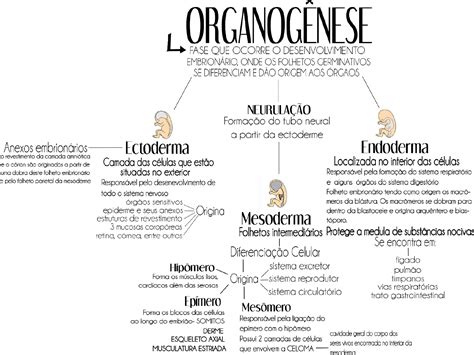 Mapa Mental Organogenese Histologia E Embriologia Veterin Ria The