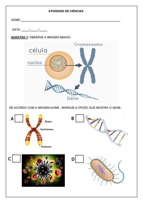 Atividade Adaptada de Ciências Genes e Cromossomos Cantinho da