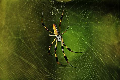 Orb Weaver Congaree Creek Heritage Preserve C Flickr