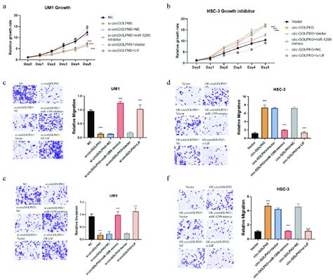 Circular Golph Rna Circgolph Mir Lif Axis Promotes The