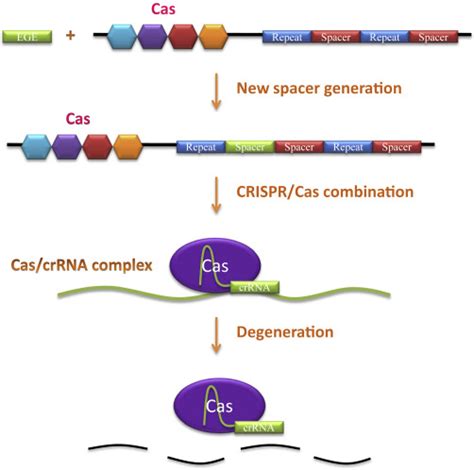 Crispr Cas9 Genome Editing System In Human Stem Cells Current Status And Future Prospects