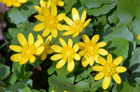 Tall Weeds With Yellow Flowers Common Varieties Gfl Outdoors