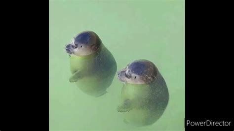 Wholesome Seal Compilation Youtube