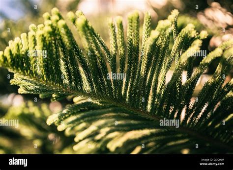 Araucaria Heterophylla Rama O Casa Pino O Isla Norfolk Pino Perenne