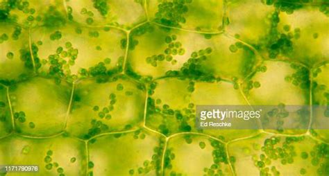 2197 Plant Cell Structure Stock Photos High Res Pictures And Images