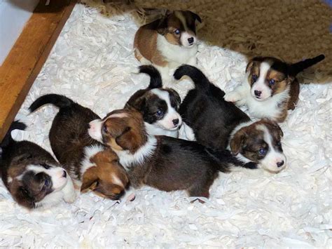 Corgi Breeders New England