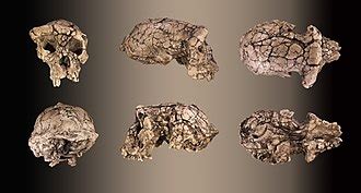 Sahelanthropus Tchadensis Map