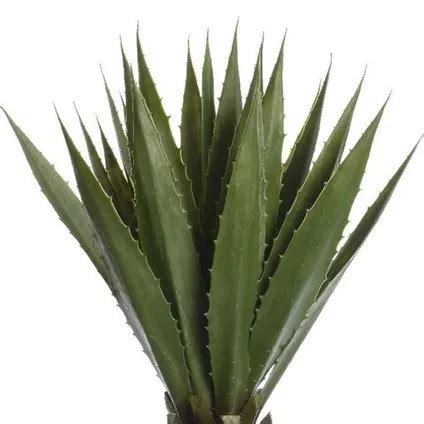 Bellatio Fleurs Et Plantes Plante Artificielle Agave Vert Cm