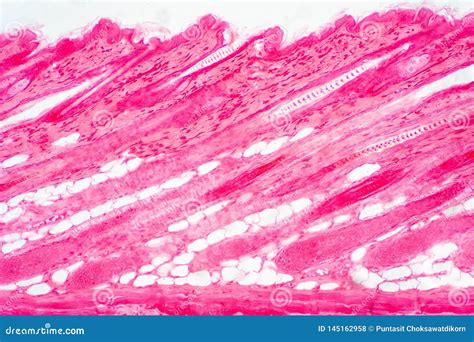 Cross Section Human Skin Tissue Under Microscope View Stock Photography ...