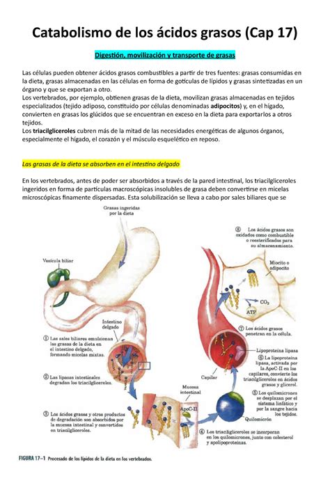 Catabolismo De Los Acidos Grasos Mapa Conceptual The Best Porn Website