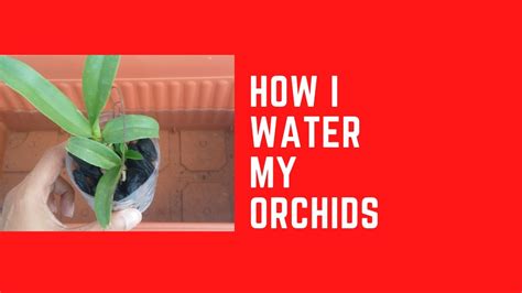 How I Water My Orchids Youtube